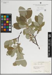 Foto von Salix lanata L.